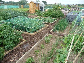 Jubilee Allotments