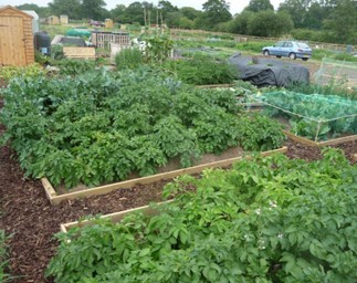 Jubilee Allotments