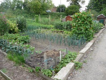 stockwell road allotments
